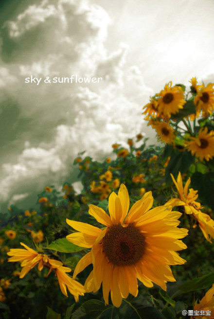 һ���׵�����