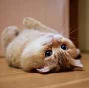 ����С���