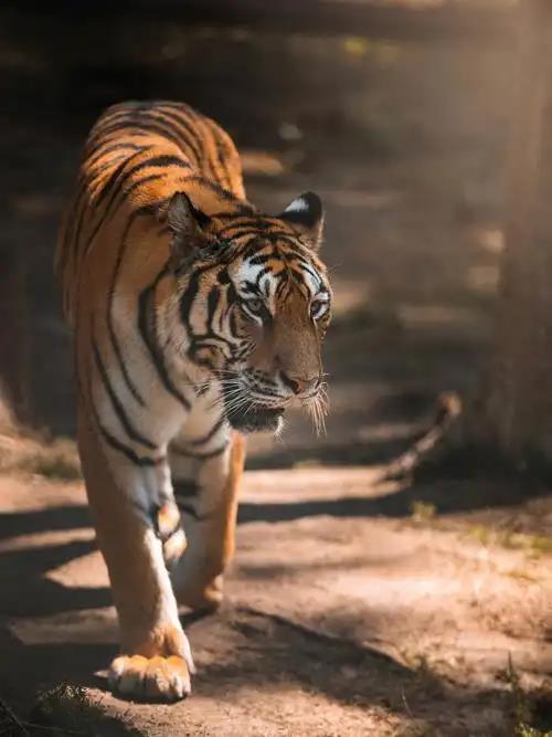 �����ǻ�����